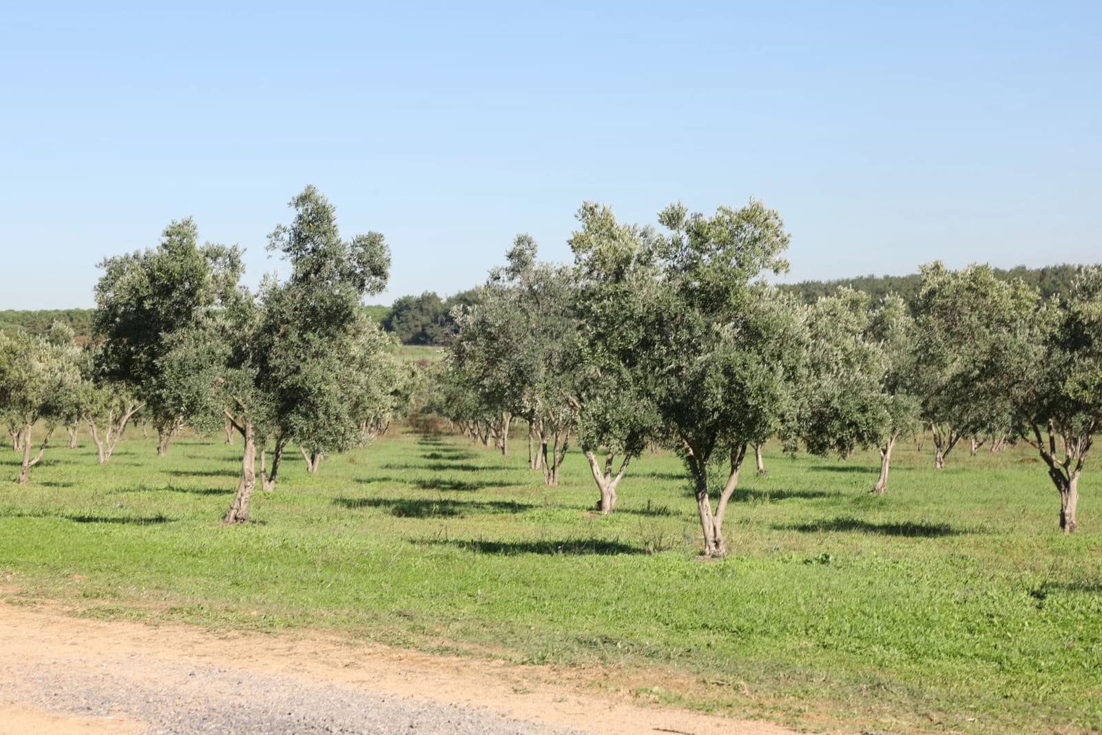 Makale medyası