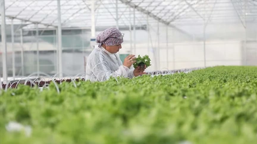 Sera OTB Projesi Bafra ve Çaycuma'da Üretim Başlatıldı