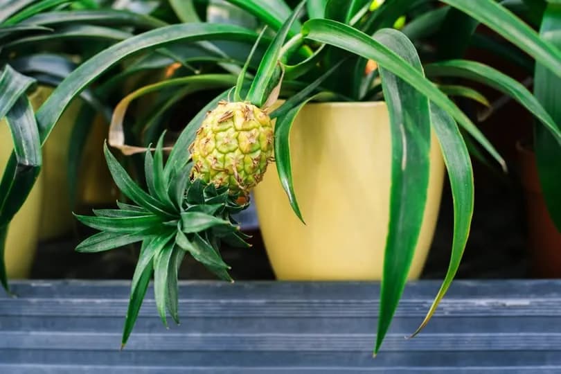 Evde Ananas Yetiştirme Rehberi: Adım Adım Ananas Yetiştirme Yöntemleri