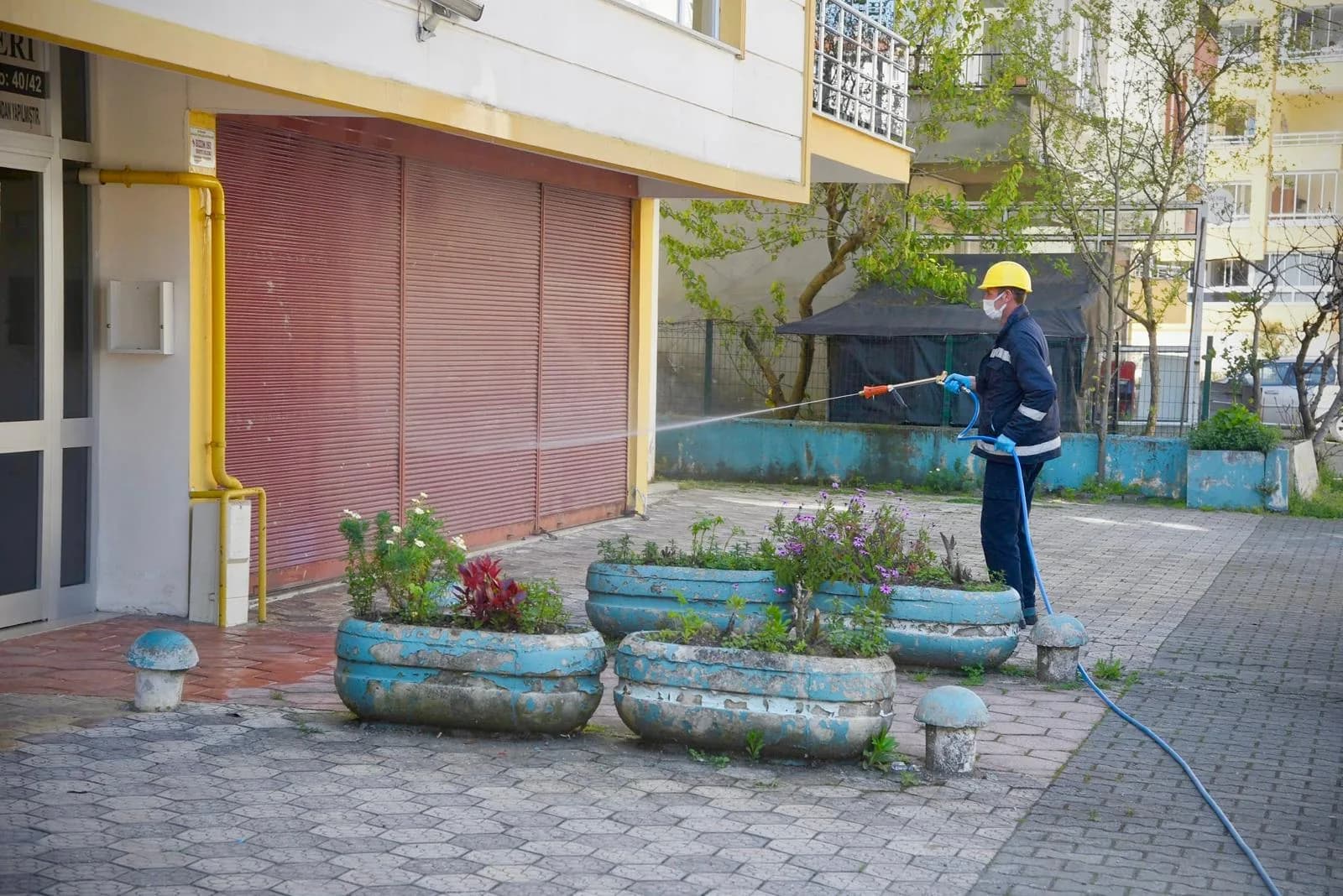 Giresun Belediyesi Kahverengi Kokarca ile Mücadeleye Başladı
