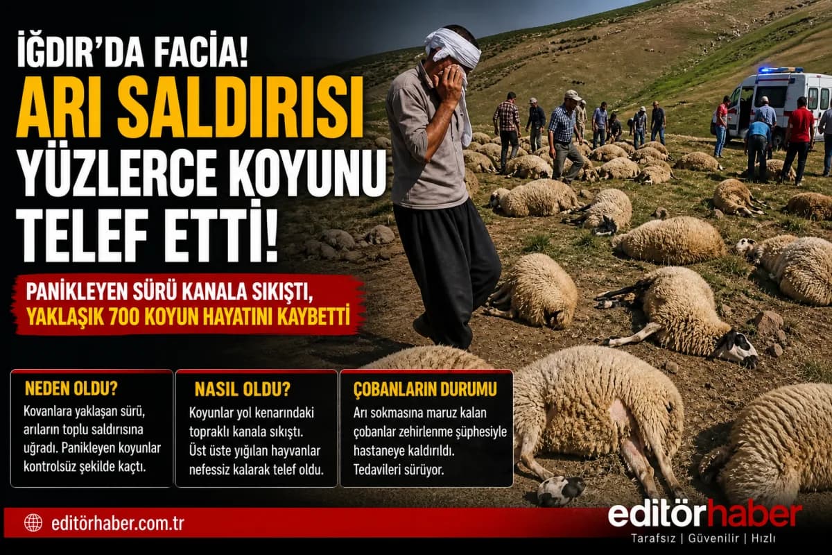 Iğdır’da Facia! Arı Saldırısı Sonrası Yüzlerce Koyun Telef Oldu