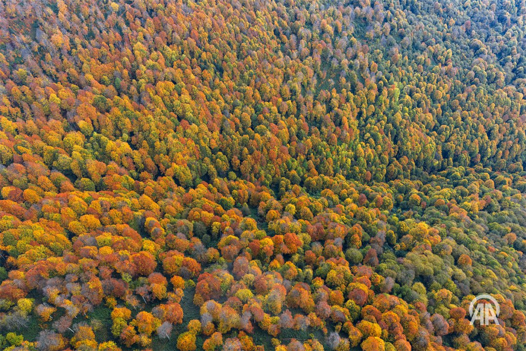 Kartepe Ormanları Sonbahar Renklerine Büründü