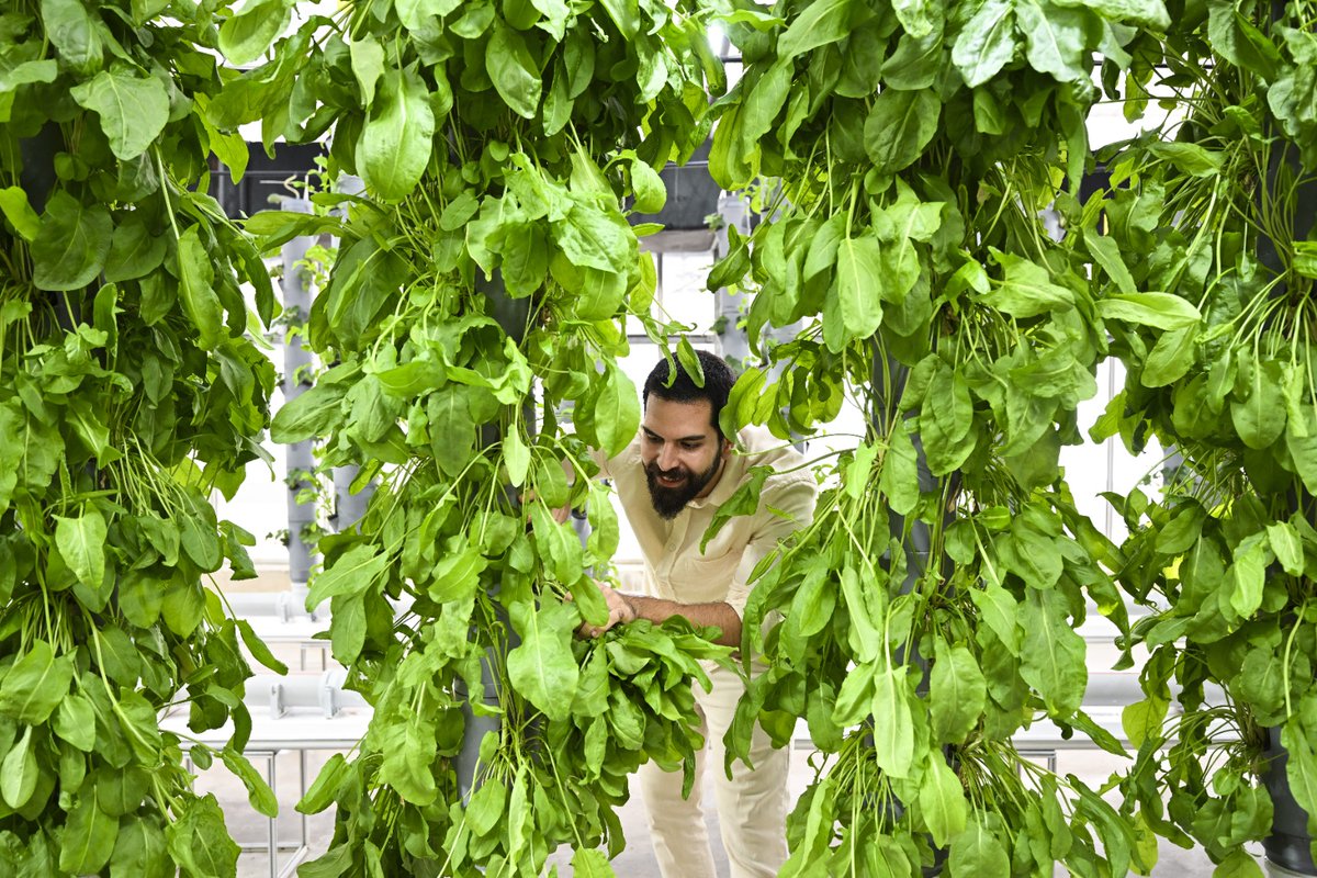 Türkiye'nin Topraksız Tarım Başarısı: Tenmak'tan Enerji ve Su Tasarruflu Yüksek Verim