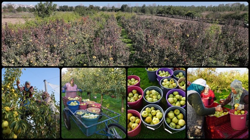 Edirne'de Meyve Bahçeleri Çiftçilere Yeni Gelir Kapısı Oluyor