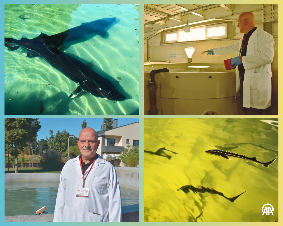 Nesli Tükenmekte Olan Mersin Balığı İçin 25 Yıllık Trabzon Mücadelesi