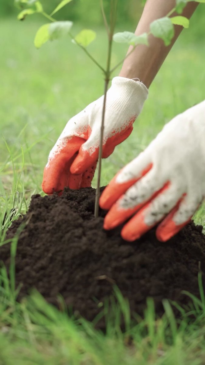 Ankara Susuz'da 2019'da Dikilen Fidanlar Büyüyerek Ağaca Dönüştü
