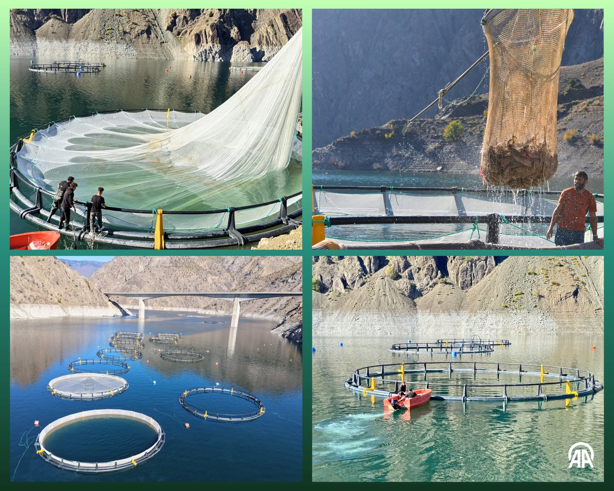 Artvin'den 67 Ülkeye Türk Somonu İhracatı: Yıl Sonunda 4 Milyar Lira Gelir Bekleniyor