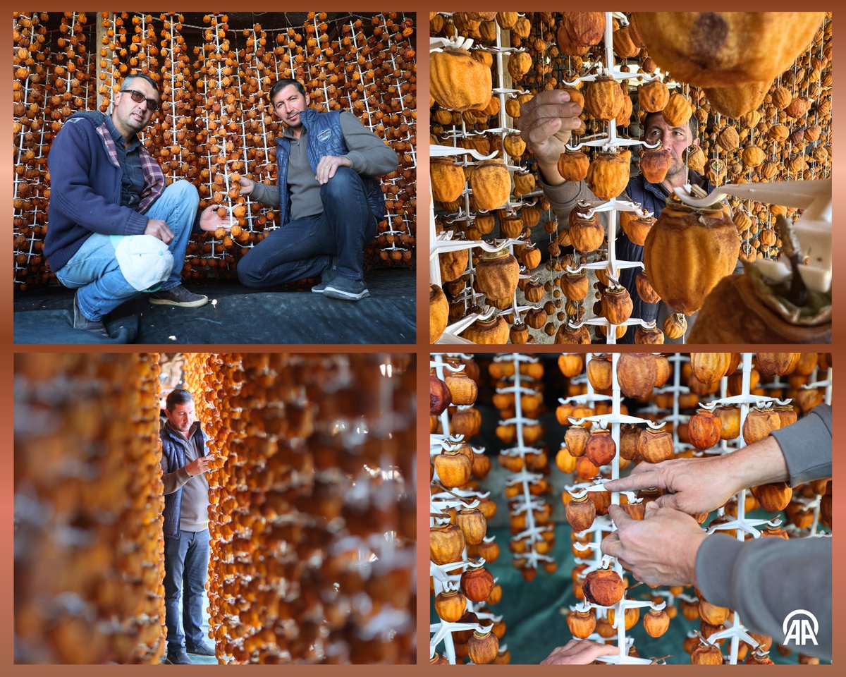 Cennet Hurmasında Rekor Üretim: 3 Yılda 500 Kilodan 14 Tona Ulaştılar