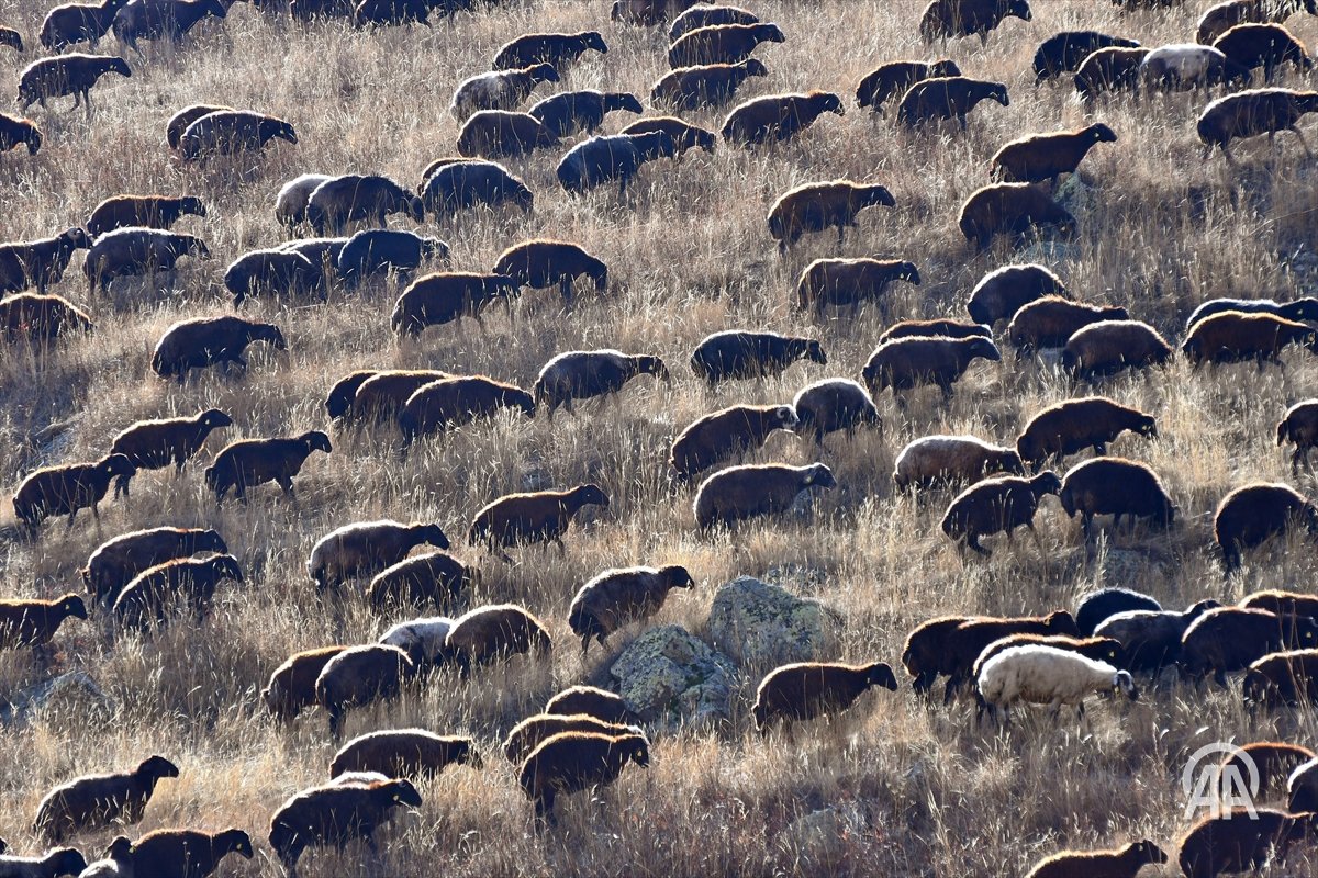 Kars Yaylalarında Göç Mevsimi: Göçerler 6 Aylık Konaklamanın Ardından Köylere Dönüyor