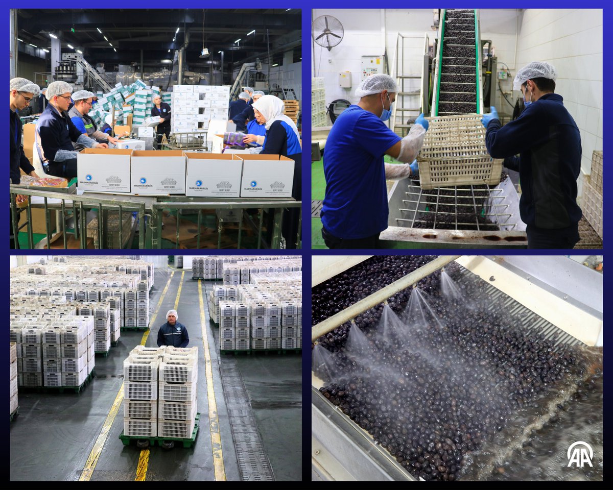 Marmarabirlik, Türk Zeytinini 68 Ülkeye İhraç Ediyor, Orta Doğu Pazarına Odaklanıyor