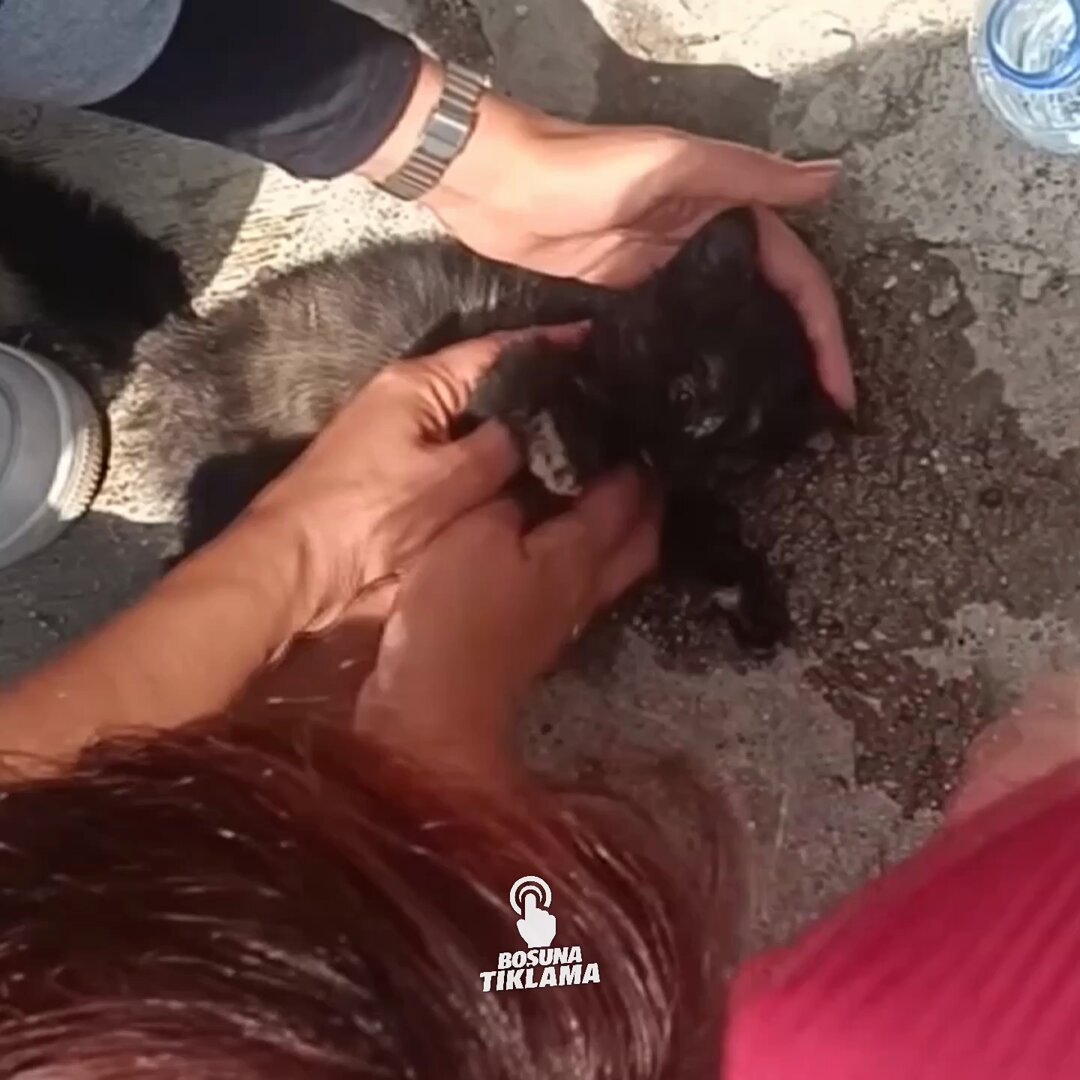 Kastamonu'da Üniversite Öğrencileri Tarafından Kalp Masajıyla Hayata Döndürülen Yavru Kedi