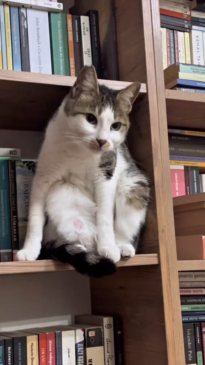 Sessiz Kal Akımına Katılan Kedi, Sosyal Medyada Fenomen Oldu