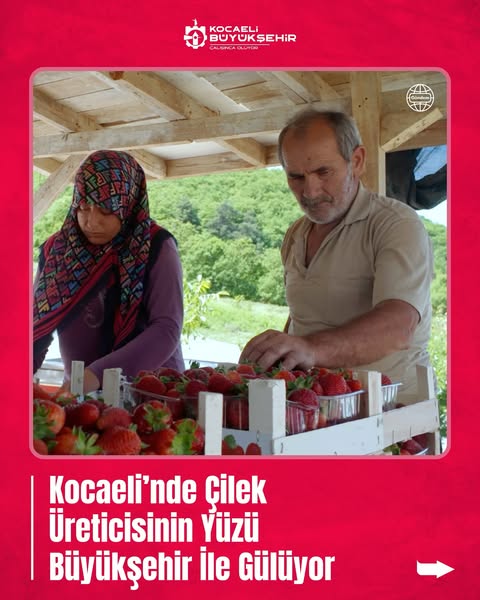 Kocaeli'de Alternatif Ürün Yetiştiriciliği Projesiyle Çilek Üreticileri Kazandı