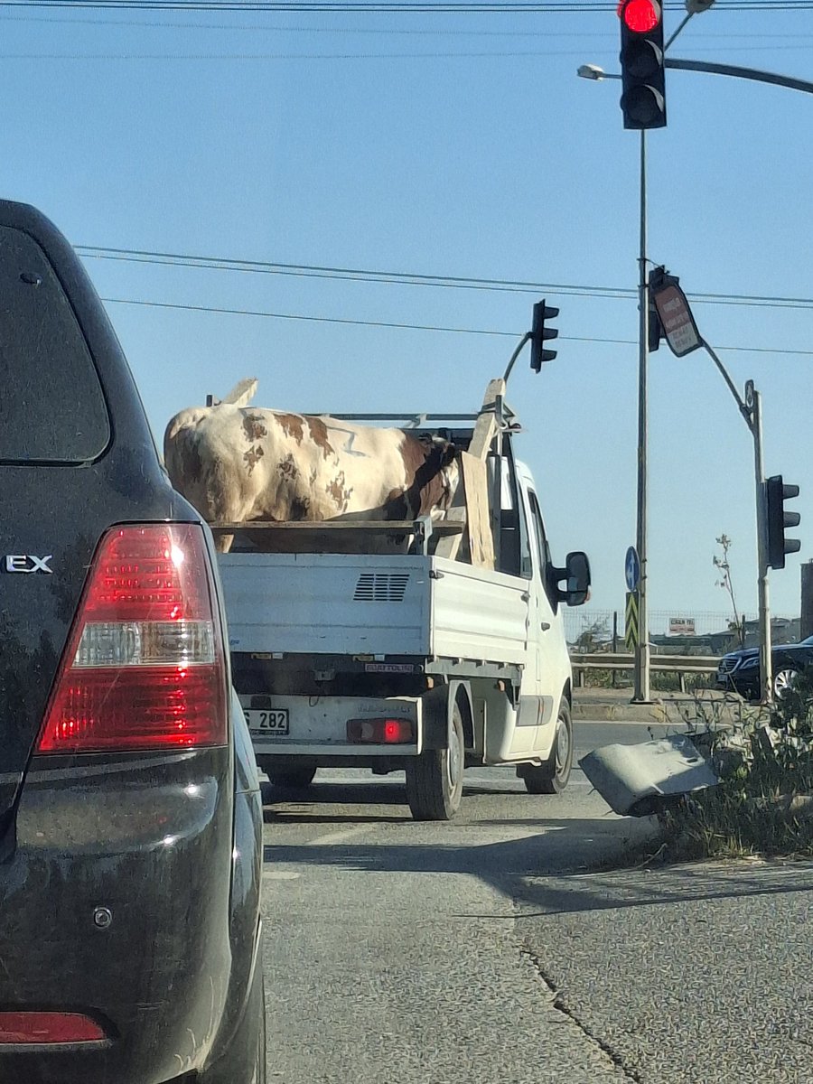Kurbanlıklar Yarın Kurban Edilecek