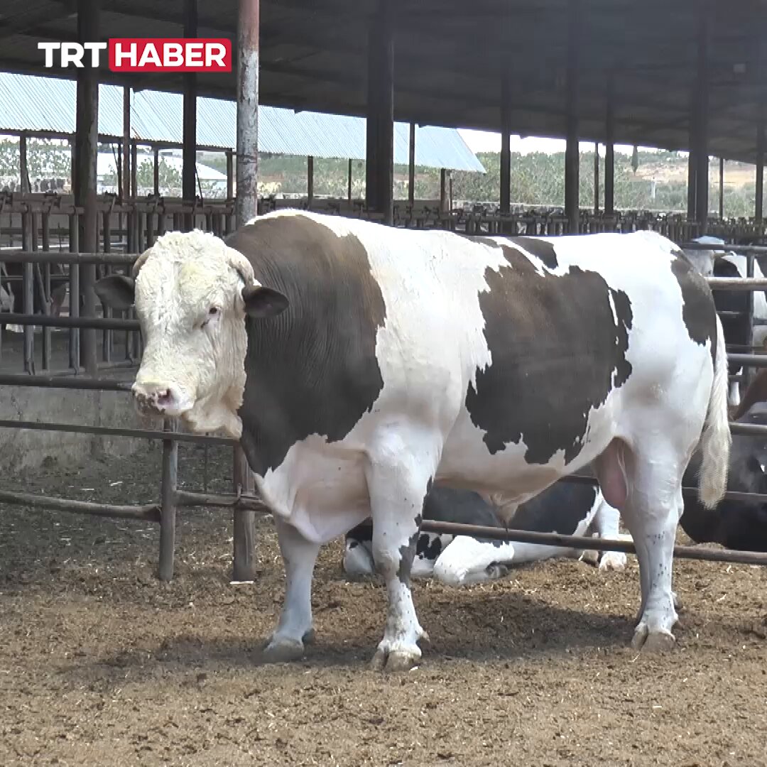 Gaziantep'te 550 Bin Liralık Fıstık Adlı Dana Sahibini Bulamıyor