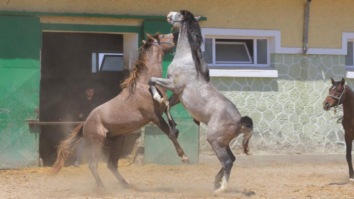 Efsane Yarış Atı Caş'ın Yavrusu Baba Mevlüt'ün Spermleri Rekor Fiyata Satışta