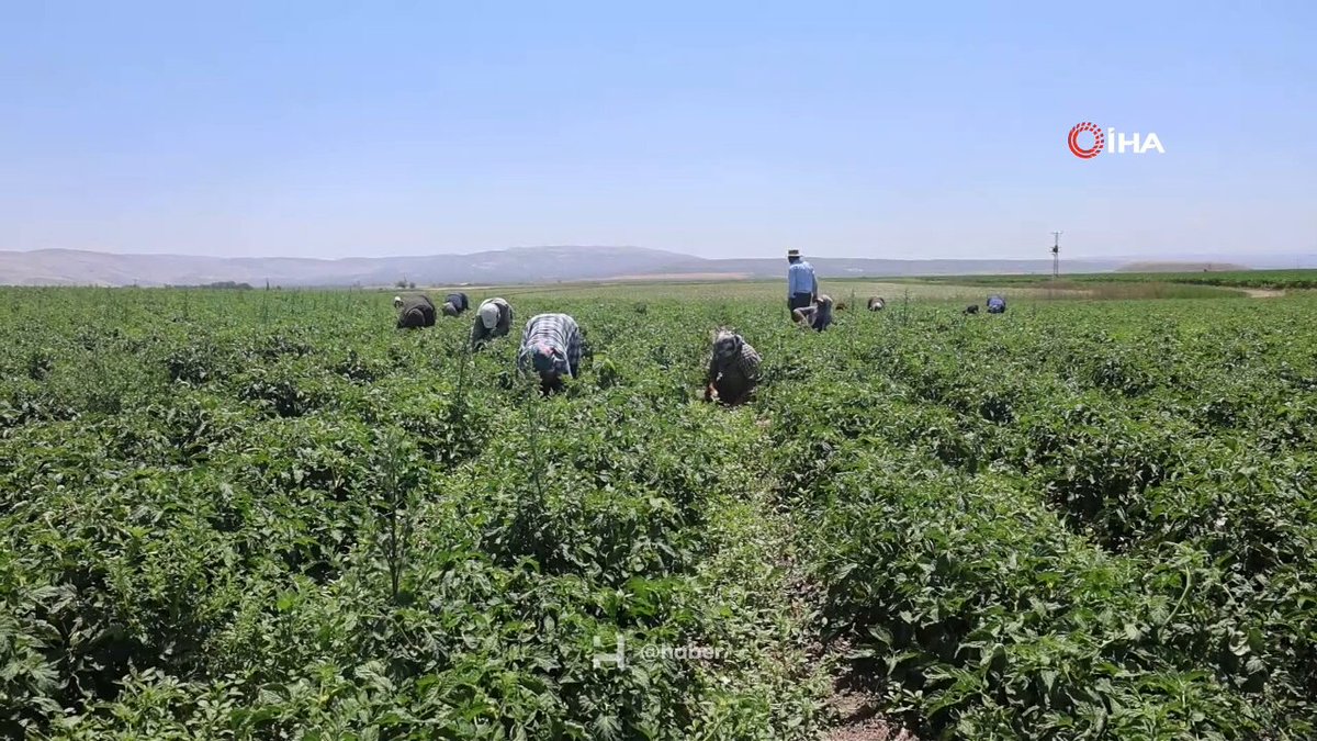 Hatay'da 40 Derecede Çalışan Tarım İşçilerinin Yevmiyesi Artıyor: İşçiler 