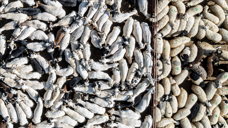 Bayramda Kurbanlık Satışları 3 Milyonu Aştı