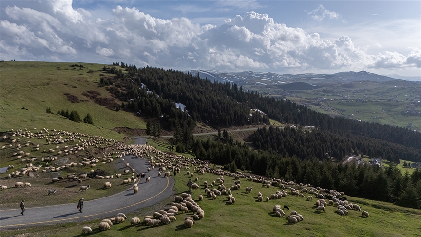 Yabancı Çoban İstihdamı Sektöre Can Veriyor