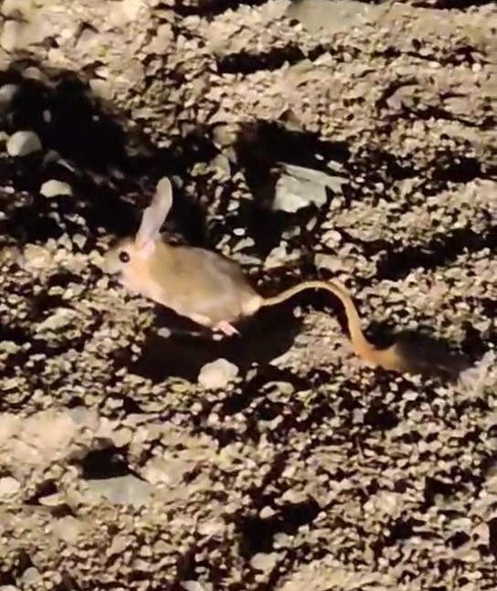 Elazığ'da Kırmızı Listede Yer Alan Arap Tavşanı Görüldü