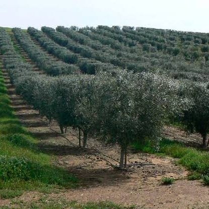 Zeytinlik Alanlara Maden Açılmasının Önü TBMM'de Aralandı