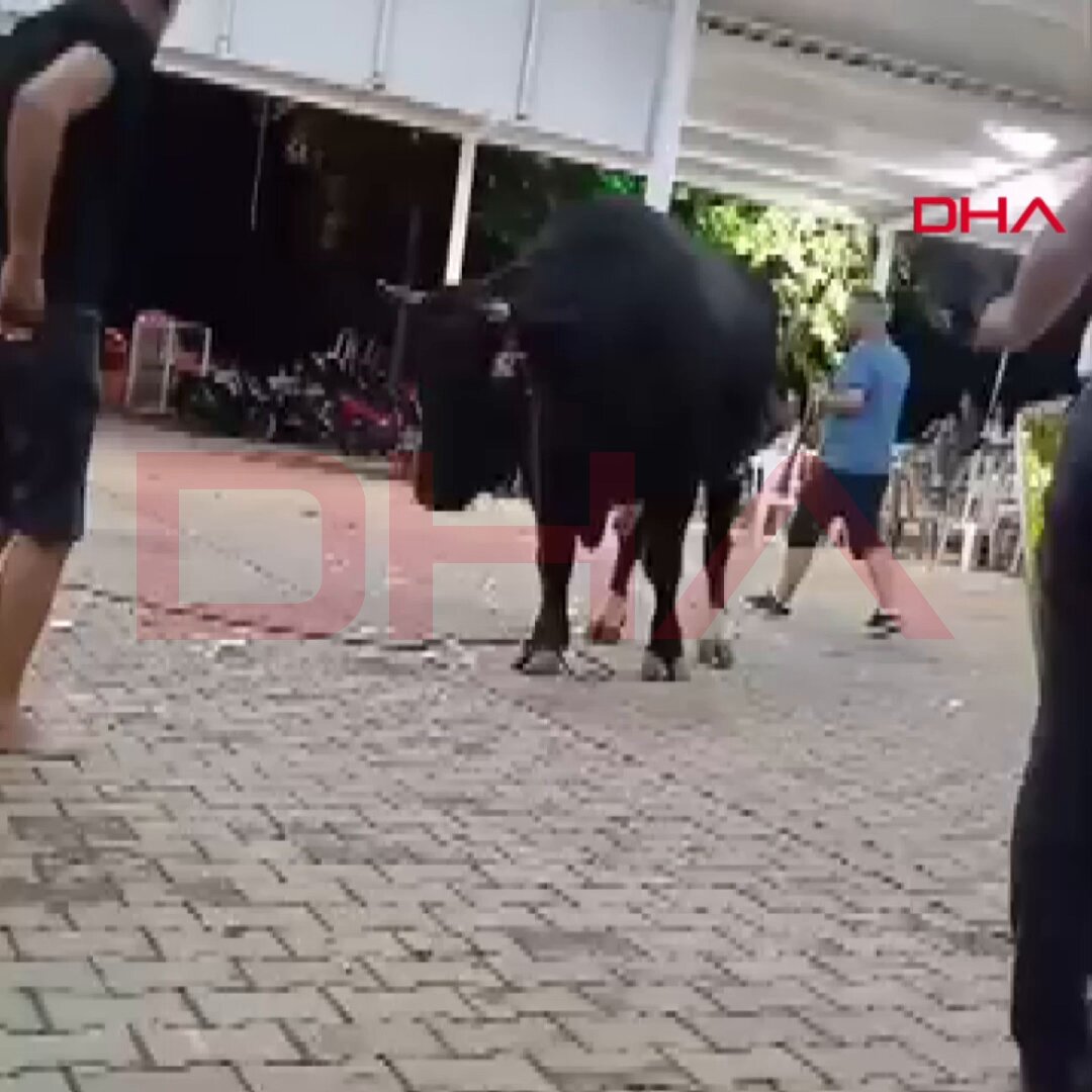 Muğla'da Boğa Vatandaşı Havaya Fırlattı: Olay Yerinden Son Gelişmeler