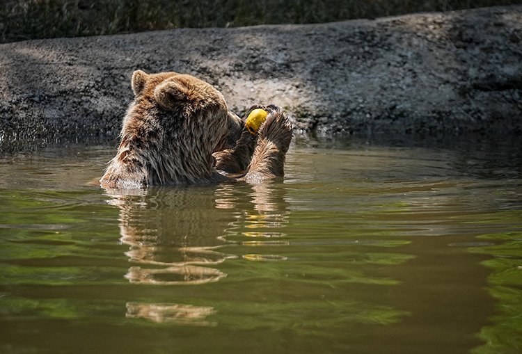 Bursa'da Ayılar Kış Uykusundan Uyandı: Havuz Keyfi ve Yüksek Proteinli Beslenme