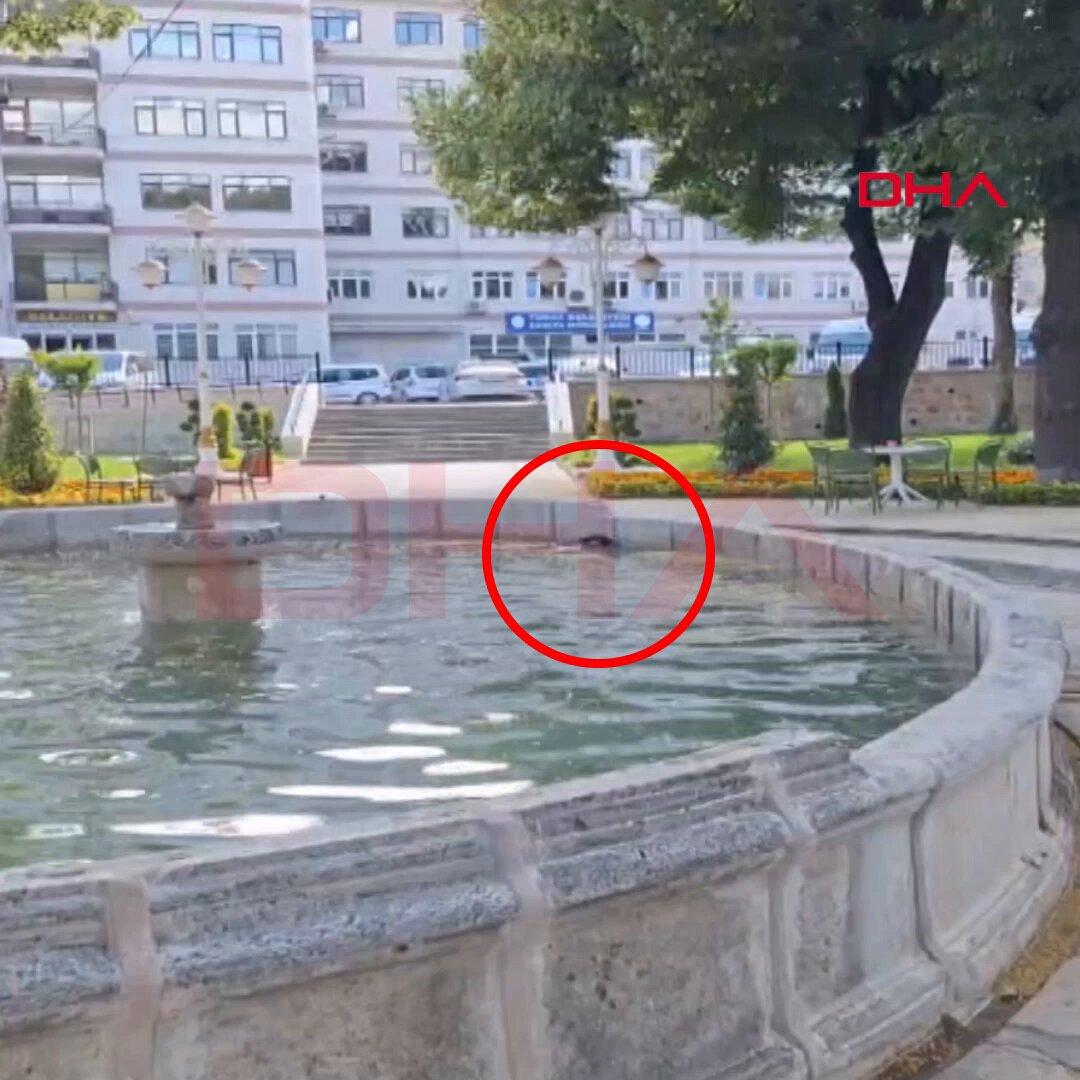 Tokat'ta Süs Havuzuna Düşen Karga Kurtarma Operasyonu Tartışmaya Neden Oldu