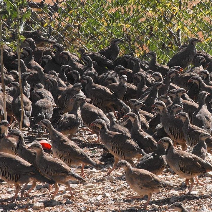 Keneyle Mücadele Kapsamında Yüzlerce Keklik Doğaya Bırakıldı