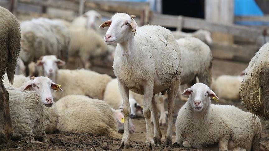 Küçükbaş Hayvancılık Kredisi Artışı Yetiştiricileri Sevindirdi