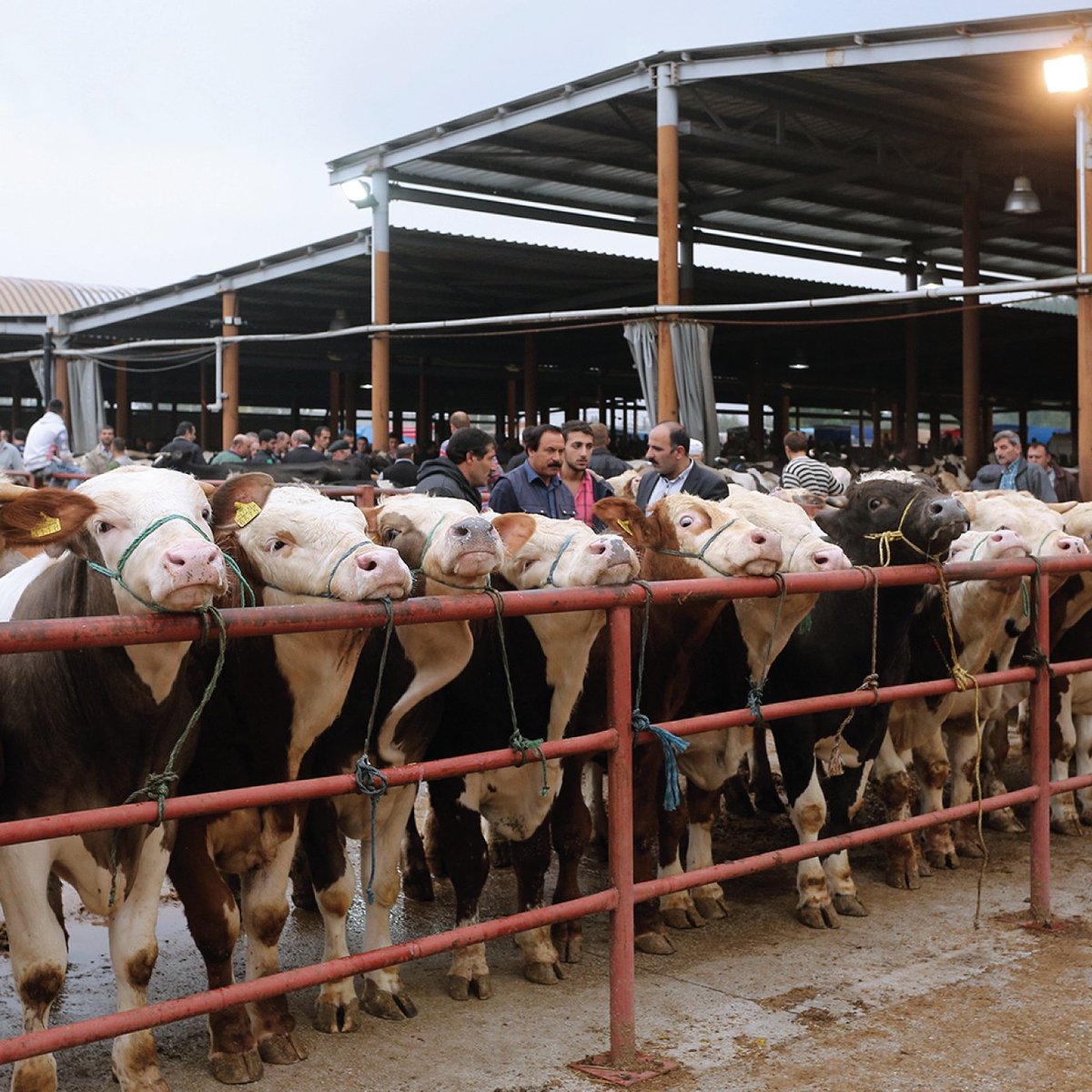 Şap Hastalığı Alarmı: Ülke Geneli Hayvan Pazarları Kapatıldı