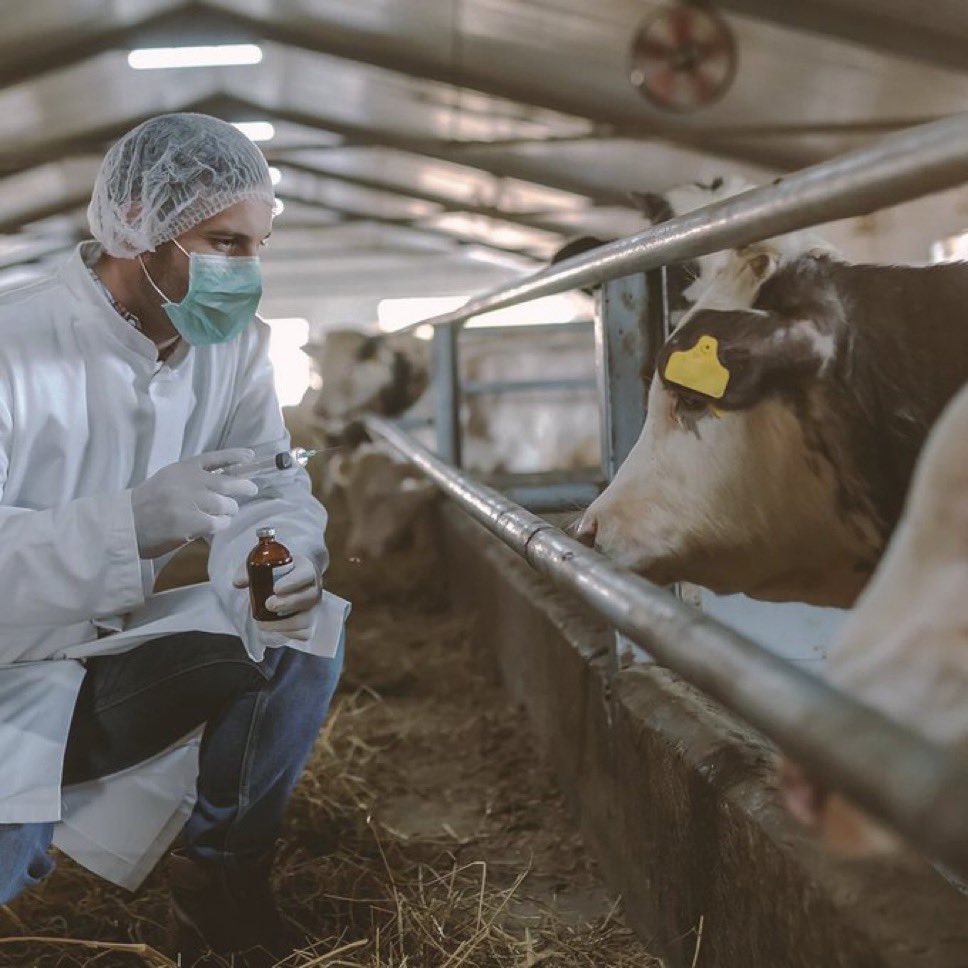 Şap Hastalığı Alarmı: Tüm Hayvan Pazarları Kapatılıyor