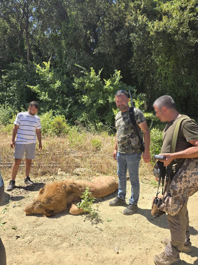 Manavgat'ta Kaçan Aslan Etkisiz Hale Getirildi, İlginç Anlar Yaşandı