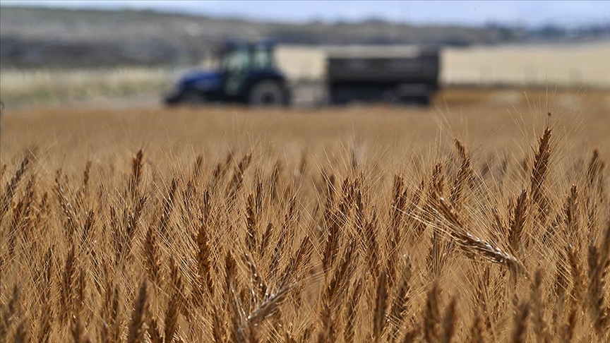 Türkiye Tarımsal Hasılatta Rekor Kırdı, Dünyada İlk 7 Ülke Arasına Yükseldi