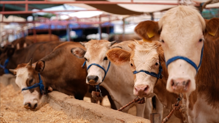 Şap Hastalığına Karşı Seferberlik: 4.5 Milyon Doz Aşı Üretildi