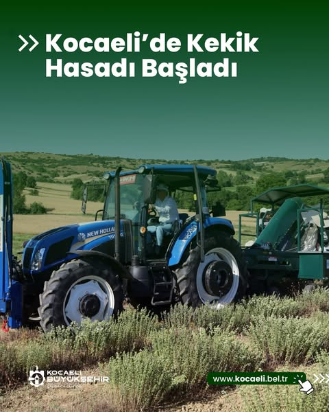 Kocaeli'de TABİP Projesi ile Kekik Hasadı Başladı, Çiftçilerin Geliri Artıyor