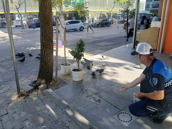 Kocaeli Büyükşehir Belediyesi Zabıtası Güvercinlere Mama Desteği Sağladı