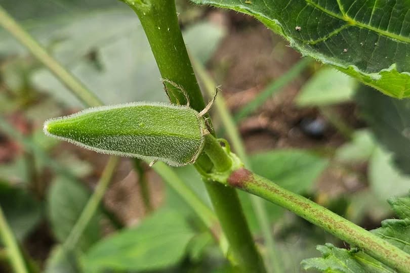 Bamya Ne Zaman Ekilir? Yetiştirme Rehberi