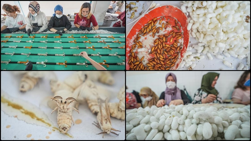 Bursa, Türkiye'nin İpek Böceği Yumurtası İhtiyacını Karşılıyor