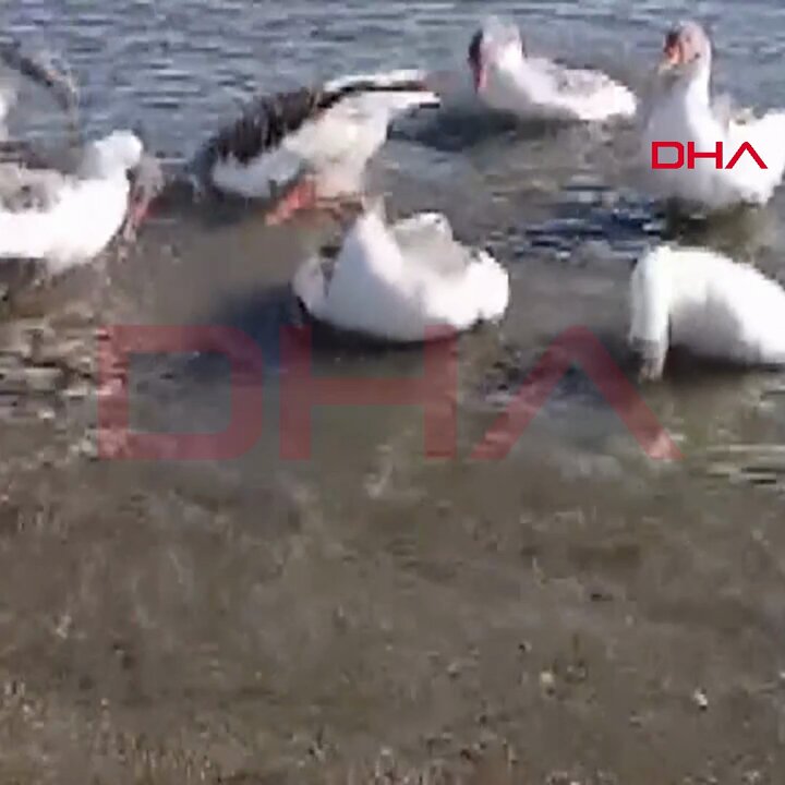 Balıkesir'de Denize Giren Kazlara Kümes Yasağı