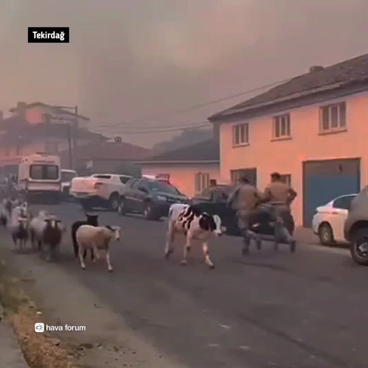 Tekirdağ Şarköy'de Orman Yangını: Hayvanlar Güvenli Bölgelere Yönlendirildi