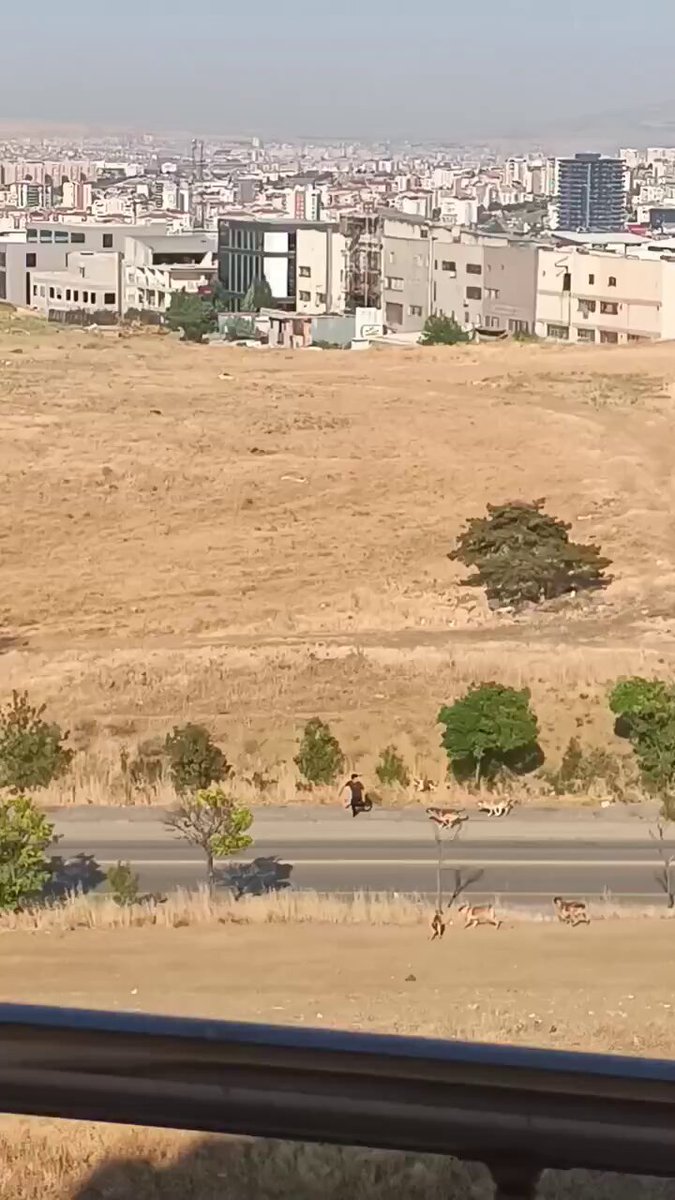 Ankara'da Sokak Köpekleri Saldırısından Son Anda Kurtarılan Vatandaş