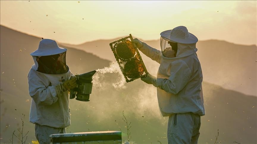 Bal Üreticilerine Arıcılık Turizmi Tavsiyesi: Alternatif Gelir Kaynakları Önerildi