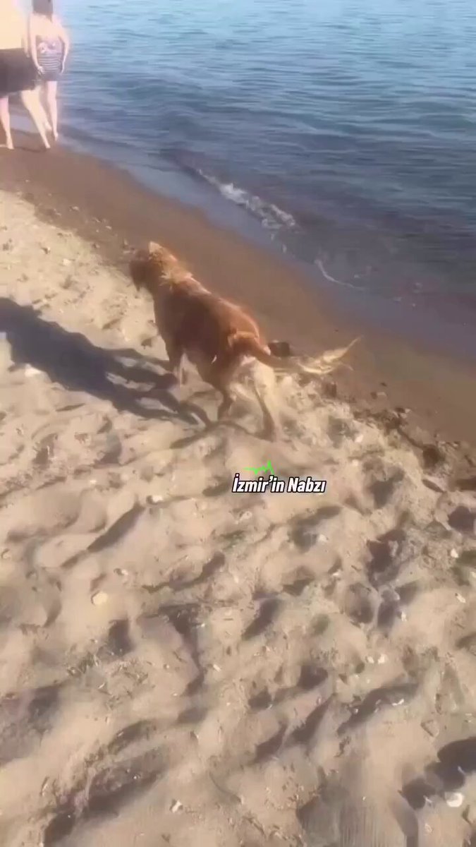 Ares’in Ölümü: Denize Girdiği İçin Şikayet Edilen Köpeğin Acı Sonu