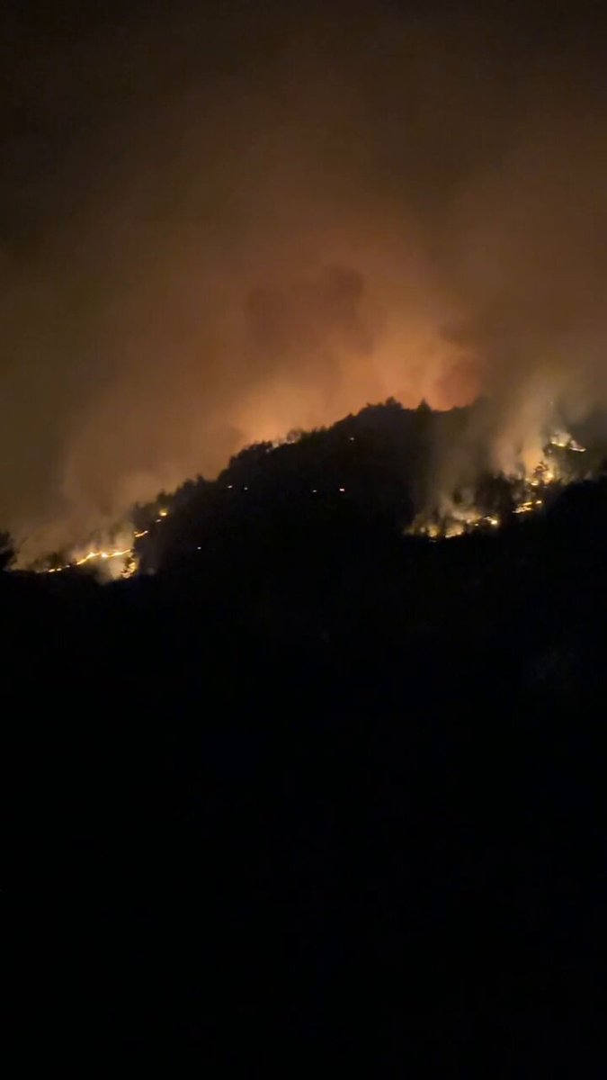 Sakarya Orman Yangınında Mahsur Kalan Hayvanların Çığlıkları Yürekleri Burktu