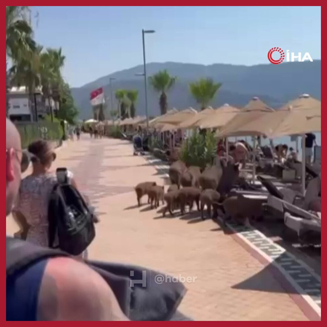 Marmaris'te Şaşırtan Görüntü: Yaban Domuzları Sahilde Serinledi