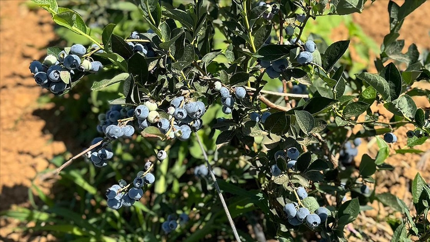 İstanbul'da Yaban Mersini Verimi Rekor Seviyede, İhracat Kapıları Açılıyor