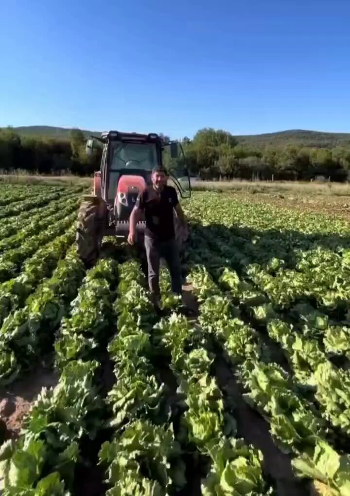 Marul Üreticisinden Fiyat İtirazı: 