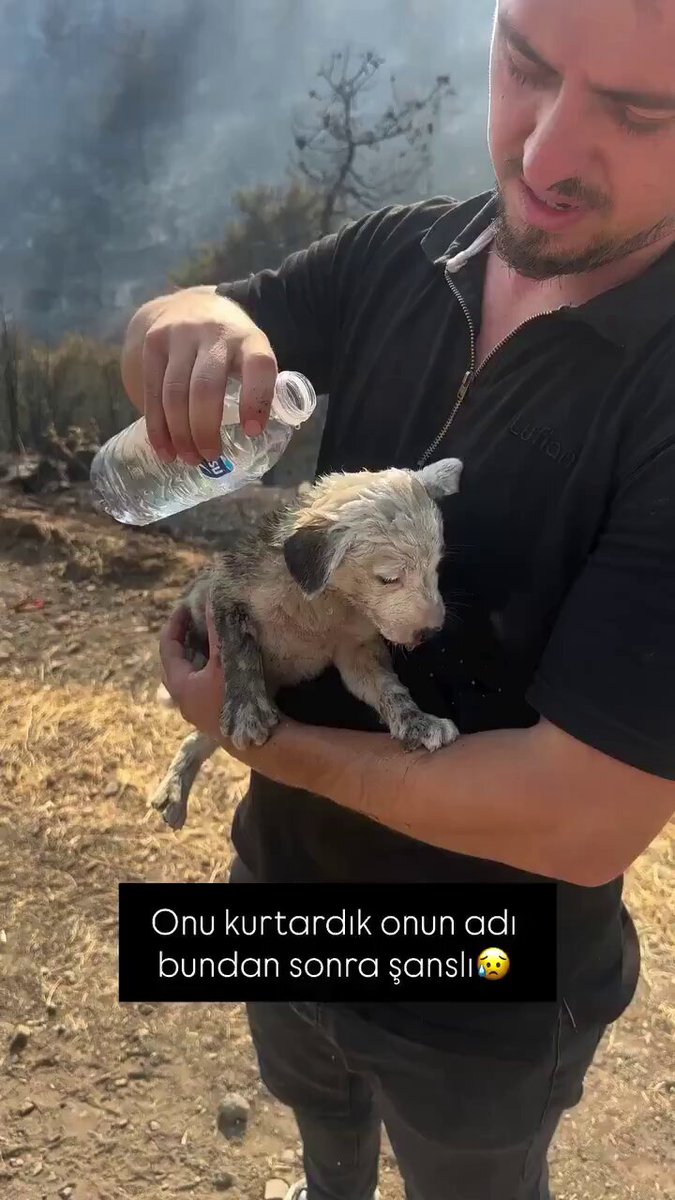 Şanslı Yeni Yuvasına Kavuştu: Veterinerdeki Tedavisi Tamamlandı