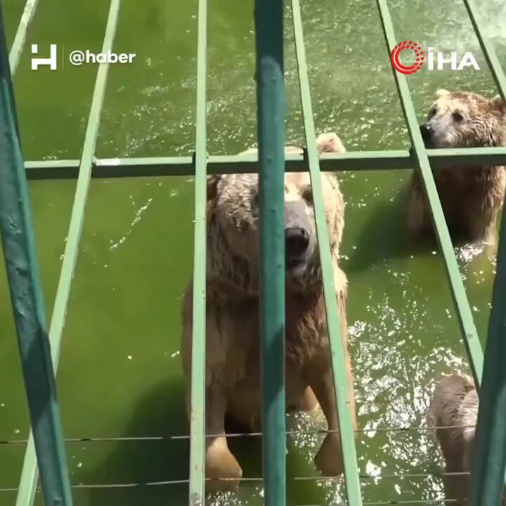 Gaziantep'te Aslan, Kaplan ve Ayılara Serinletici Buzlu Et ve Meyve Kokteyli